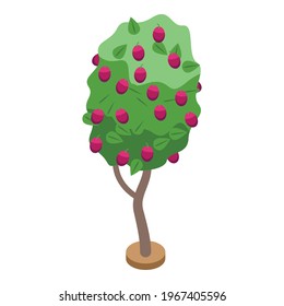 Plum fruit tree icon. Isometric of Plum fruit tree vector icon for web design isolated on white background