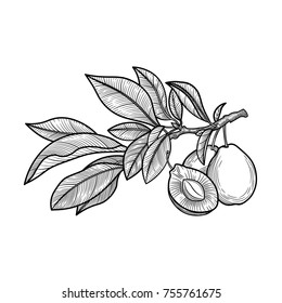 Plum. Fruit. Vector illustration. Botanical illustration. The isolated image on a white background. Vintage style.