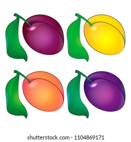 Plum fruit. Vector illustration of realistic ripe sweet multi-colored plum fruit with green leaf isolated on white background.