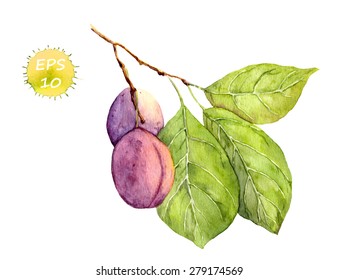 Plum fruit. Watercolor vector