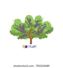 Plum garden fruit tree with name vector Illustration