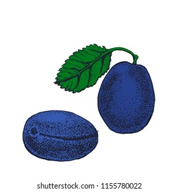 plum hand drawing, vector color illustration isolated on white background
