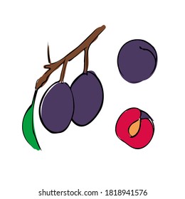 Ciruela. dibujo a mano. Ilustración vectorial. Frutos azules, hojas verdes, rama aislada en fondo blanco. Planta para la decoración de empaque de alimentos, diseño de cocina.