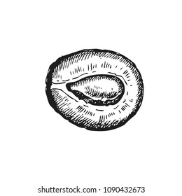 Plum. Hand drawn fruit isolated on white. Can be used for vegan products, brochures, banner, restaurant menu, farmers market and organic food store