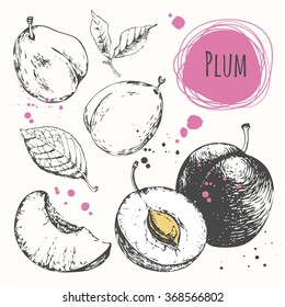 Plum. Hand drawn set with fresh organic food. Vector illustration with sketch of fruit. Black and white.
