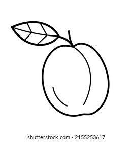 Plum. Hand drawn sketch icon of tropic fruit. Isolated vector illustration in doodle line style.