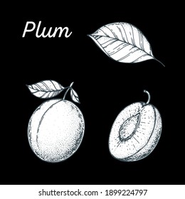 Plum hand drawn vector illustration. Plum slice sketch. Vector illustration. Black and white.