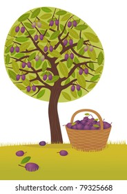 Plum harvest