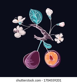 Plum isolated image, on a dark background. Bright, juicy tasty fruit. Element for design menus, organic products, vegetarian food. Vector graphics. Doodle style Hand drawing.
