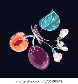 Plum isolated image, on a dark background. Bright, juicy tasty fruit. Element for design menus, organic products, vegetarian food. Vector graphics. Doodle style Hand drawing.