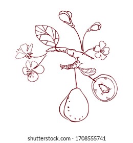 Plum isolated image on a white background. Tasty fruit. Element for design menus, organic products, vegetarian food. Vector graphics. Doodle style. Hand drawing.