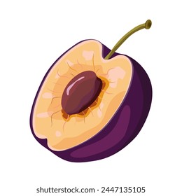 Plum isolated on white background. Bright illustration of half a plum . Sweet, juicy, healthy fruit. Vector illustration. 