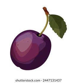 Plum isolated on white background.Bright illustration of whole plum with green leaf . Sweet Fruit. Vector illustration. 