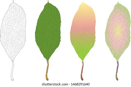 Plum leaf of different colors. For a site about gardening, plants, kitchen, fruit.