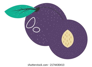 Plum with leaf on stem, isolated ripe fruit branch. Tasty products from farm, organic and natural dieting and eating. Nourishment and ingredients for dishes dessert cooking. Vector in flat style