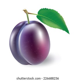 plum and leaves on a white background vector illustration