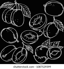 Plum linear illustration, vector