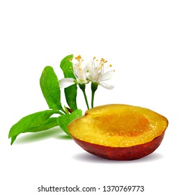 Plum low poly. Bloom of plum. Fresh, nutritious, tasty plum. Delicious and healthy dessert. Elements for label design. Vector illustration. Fruits ingredients in triangulation technique.  