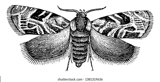 Plum Moth is a genus of small and peculiarly marked tortricid moths, vintage line drawing or engraving illustration.