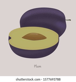 Plum on a gray background is cut and whole. Ripe juicy fruit drupes. Vector illustration with plum logo and isolated icon.