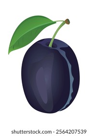 Plum on white background, vector