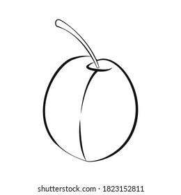 Plum  in outline vector illustration. 
Elements for coloring pages. Colouring book pages. No background. Doodle vector 