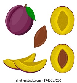 Plum and parts, slices, pits, leaves, core. Set of fruits. Flat design graphic elements. Vector illustration isolated on white background