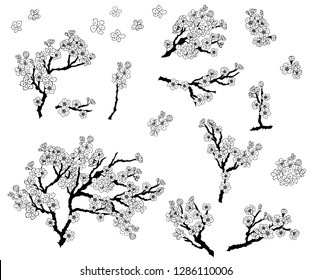 Plum plant vector. Free hand Sakura flower vector set, Beautiful line art Peach blossom isolate on white background