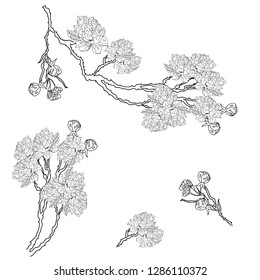 Plum plant vector. Free hand Sakura flower vector set, Beautiful line art Peach blossom isolate on white background