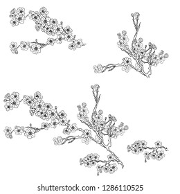 Plum plant vector. Free hand Sakura flower vector set, Beautiful line art Peach blossom isolate on white background