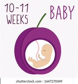 plum. pregnancy development, size of embryo for 10-11 weeks. compare with fruits. Human fetus inside the womb 3 months. Vector illustrations on striped background