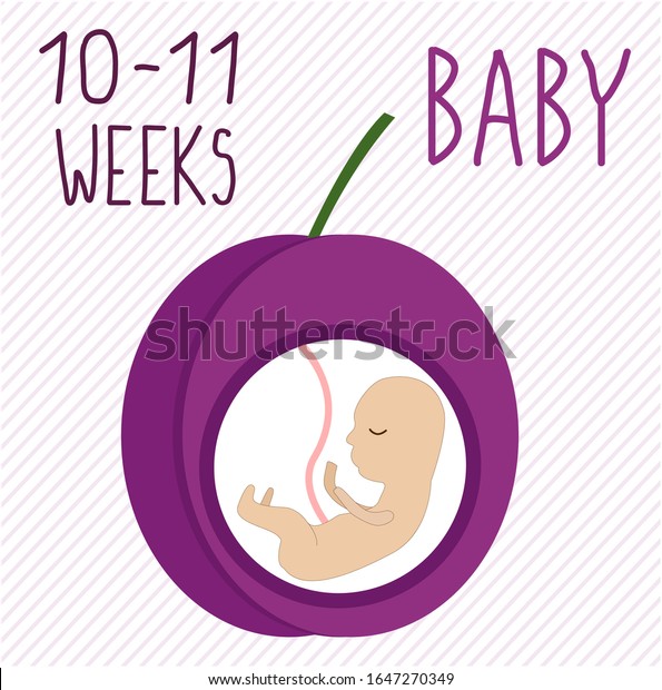 Prune Developpement De La Grossesse Taille Image Vectorielle De Stock Libre De Droits