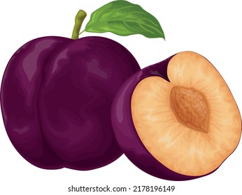 Plum. Ripe purple plum. Fresh sweet plum. Ripe juicy plum berry in the section. Vegetarian organic product. Vector illustration isolated on a white background