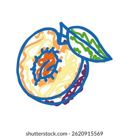 plum seed cut leaf doodle icon sketch vector. plum seed cut leaf sign. isolated symbol illustration