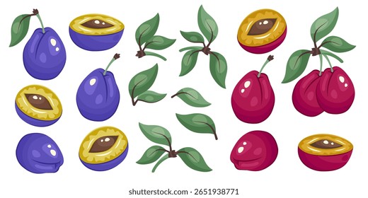Plum set. Blue and dark red plums isolated. Whole plums, fruit halves, green leaves. Botanical template for packaging, print, fresh organic food clipart, eco product branding. Vector illustration