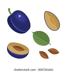 Plum set: whole, leaf, half, quarter, seed isolated on white background. Vector illustration.