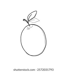 Plum sketch with leaves, hand-drawn, isolated on a white background, drawing with marker, line, vector. Delicious ripe fruit for labels, decorations, and designs. Graphic black and white illustration 