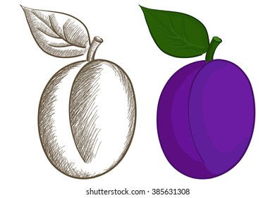 Plum sketch. Vector illustration isolated on white background