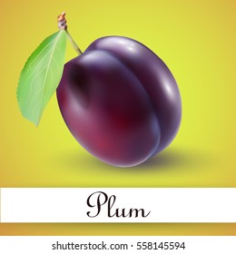 Plum with stem and green leaf with shadow. Fresh and juicy fruit. Vector realistic illustration.