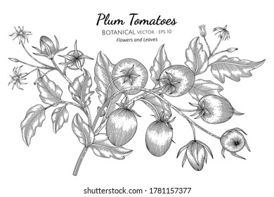 Plum tomato hand drawn botanical illustration with line art on white backgrounds. 