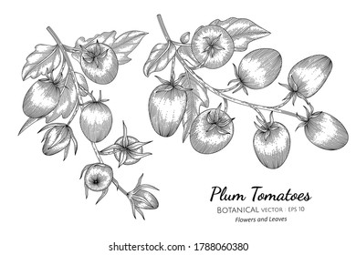 Plum tomato hand drawn botanical illustration with line art on white backgrounds. 