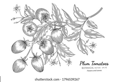 Plum tomato hand drawn botanical illustration with line art on white backgrounds. 
