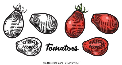Plum tomato - oval, plum-shape type of tomatoes. Hand drawn vector illustration in vintage engraving style. Black and white and colored versions, isolated on white background.