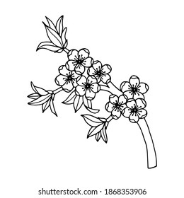 Rama de ciruelas con flores. Ilustración de material vectorial eps10. Dibujo manual.
