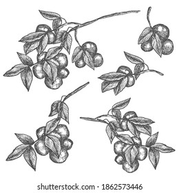 Plum Tree Branch. Line Art, Sketch, Engraving, Line Art. Isolated Vector Illustration..