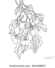 Plum tree branch. Vector artwork. Coloring book page for adult. Black and white line