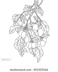 Plum tree branch. Vector artwork. Coloring book page for adult. Black and white line