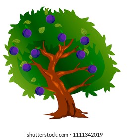 plum tree with fruits and green leaves.