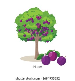 Plum tree vector illustration in flat design isolated on white background, farming concept, tree with fruits and big purple plums near it, harvest infographic elements.