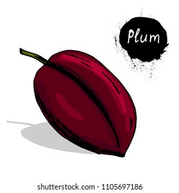 Plum. Useful fruits and berries. Hand drawing. Hatch. For printing on T-shirts. Sticker. Print. 